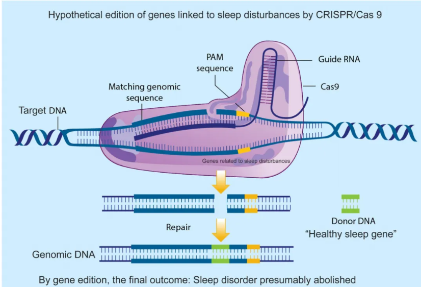 基于CRISPR/Cas9的基因敲入（KI）