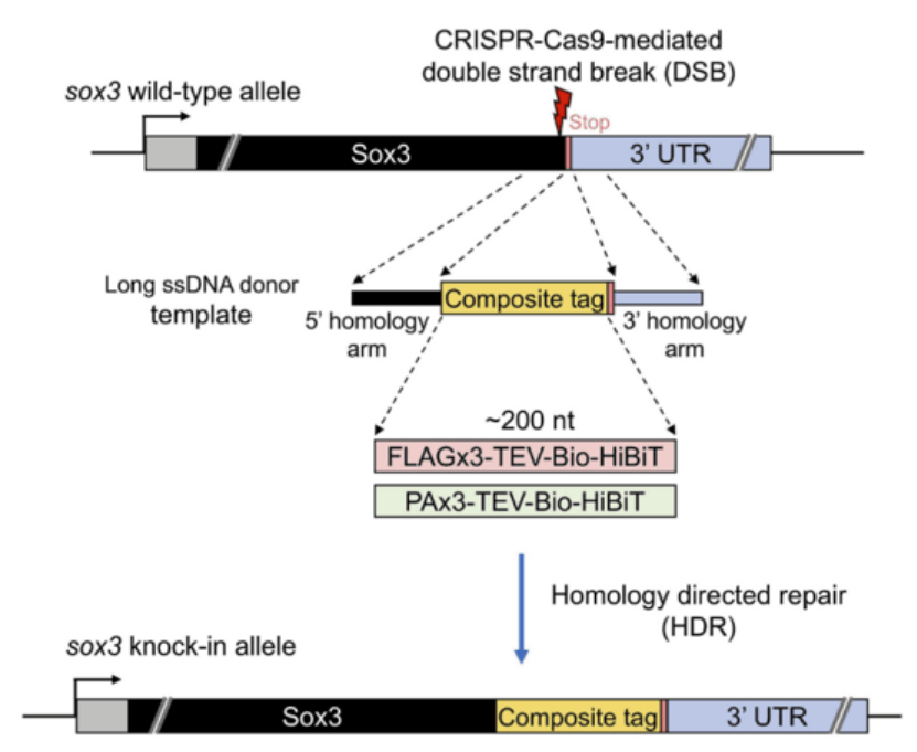 CRISPR基因敲入HDR模板的选择及优缺点