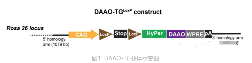 条件性基因敲入小鼠DAAO-TGCdh5构建原理