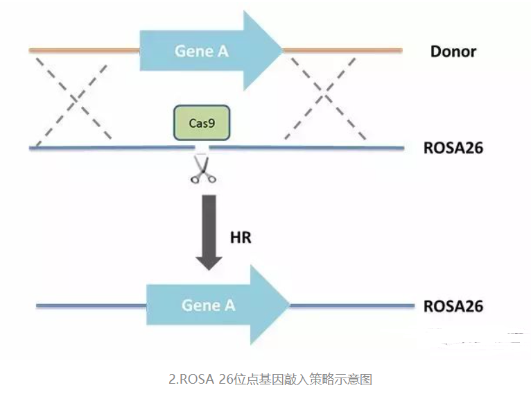 基因敲入鼠的的原理与构建
