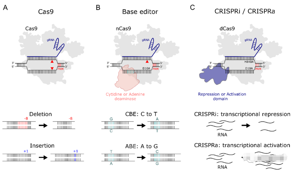 利用CRISPR-Cas系统建立基因突变体库