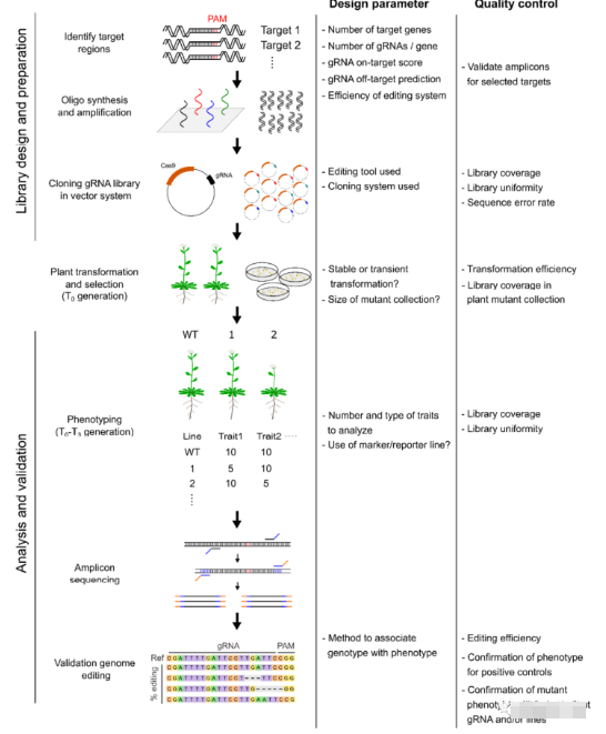 利用CRISPR-Cas系统建立基因突变体库