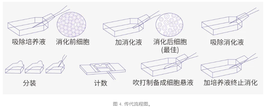 过表达质粒转染的原理和步骤