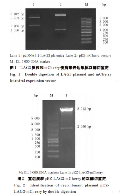 LAG3慢病毒质粒构建,转染细胞系的建立
