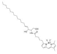 133867-53-5，BODIPY FL C5-Ceramide，氟化硼二吡咯-C5-神经酰胺