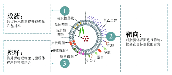 β-谷甾醇修饰的人参皂苷Rb1脂质体（β-Rb1-Lip）