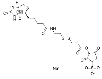 cas:122266-55-1，NHS-SS-Biotin