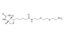 生物素-PEG2-胺	  