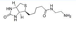 (+)-Biotin-CH2CH2NH2，乙二胺生物素