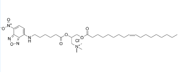 荧光DOTAP，Fluorescent DOTAP