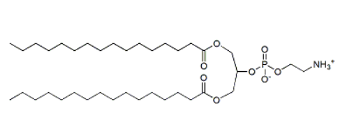 1,3-DPPE，cas:67303-93-9，1，3-二棕榈酰甘油-2-PE