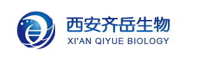 Protein A/G 磁珠 