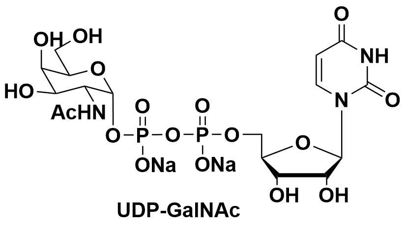 UDP-N-乙酰半乳糖胺 CAS：108320-87-2 UDP-N-acetylgalactosamine UDP-GalNAc
