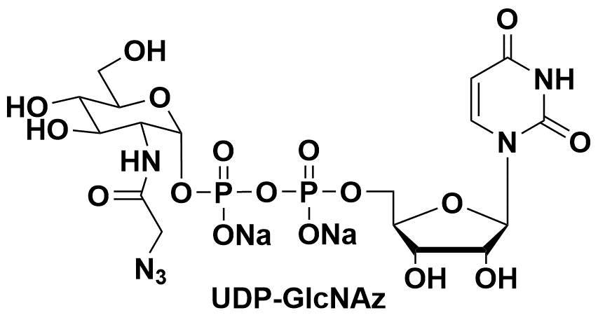 UDP-GlcNAz UDP-4-氮杂-β-D-半乳糖胺 