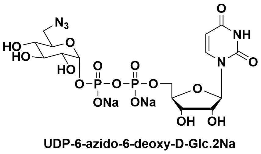 UDP-6-N3-Glucose CAS：537039-67-1 Uridine 5'-diphospho-6-azido-β-D-glucose