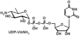 UDP-VioNH2 尿苷二磷酸-N-(4-氨基-4,6-二脱氧-D-甘露吡喃糖基)