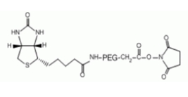 NHS-PEG-Biotin，Biotin-PEG-NHS，活性酯-聚乙二醇-生物素.png