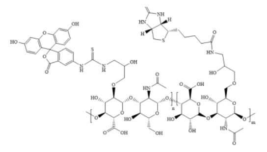 FITC-HA-Biotin，荧光素-透明质酸-生物素