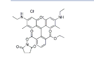 CAS：216699-37-5；6-羧基罗丹明6G琥珀酰亚胺酯；6-CR6G, SE