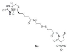 生物素二硫键活性酯 