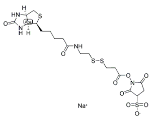 NHS-SS-biotin 
