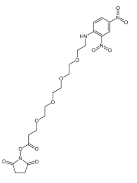 	DNP-PEG4-NHS ester 