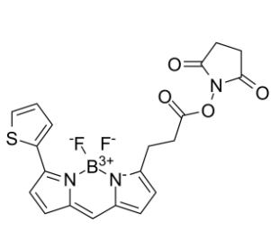 BDP 558/568 NHS ester 