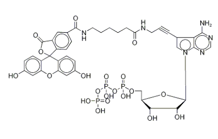 Fluorescein Alkynylamino-ATP 