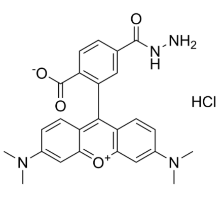	TAMRA hydrazide (6-isomer)
