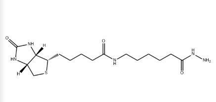 生物素酰胺基己酸肼