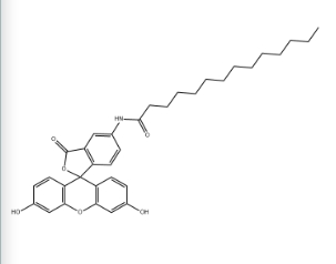 DOTMA，75796-37-1，5-(十四酰氨基)荧光素