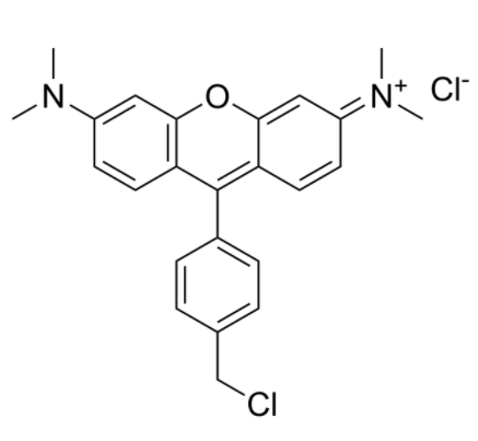 MitoTracker Orange CMTMRos 