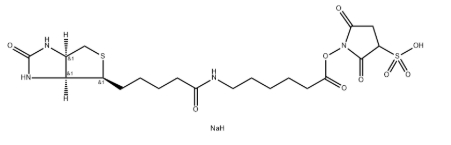 磺基-NHS-LC-生物素
