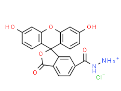 FAM hydrazide 6-isomer 