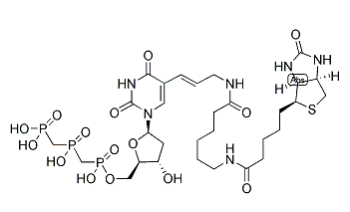 	Biotin-11-dUTP 