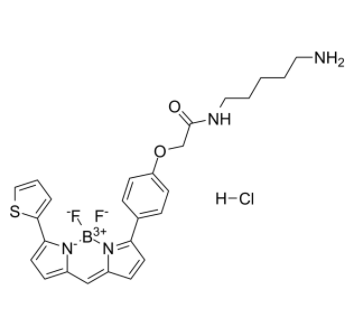 	BODIPY TR Cadaverine 