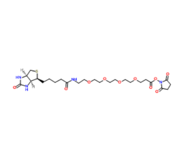 Biotin-PEG4-NHS ester 