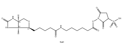 磺基-NHS-LC-生物素