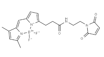 BDP FL maleimide