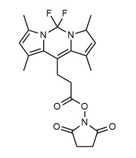 BODIPY 493/503 NHS ester 
