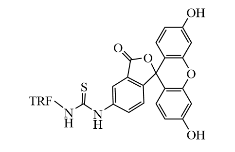 FITC-Transferrin，荧光标记转铁蛋白