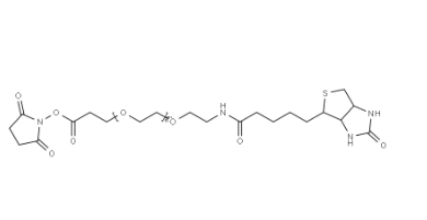 （+）-Biotin-PEG24-NHS Ester