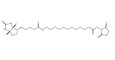 （+）-Biotin-PEG3-NHS Ester