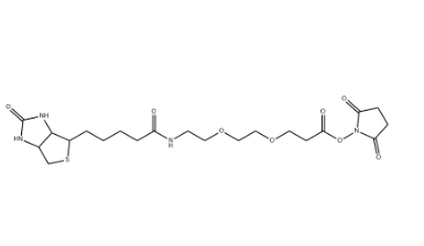 （+）-Biotin-PEG2-NHS Ester