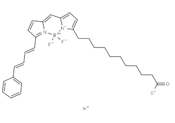 BODIPY 581/591 C11荧光染料