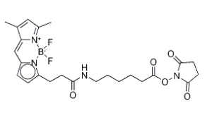 BODIPY FL-X,SE