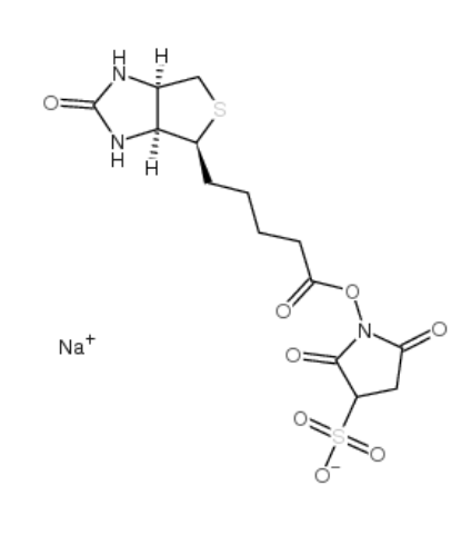 	biotin sulfo-osu 