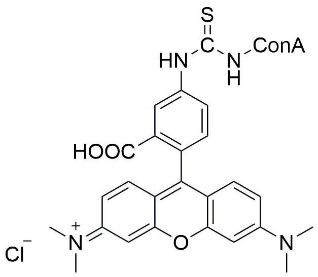 TRITC-ConA，荧光标记刀豆蛋白