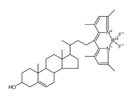 	BODIPY-Cholesterol	 