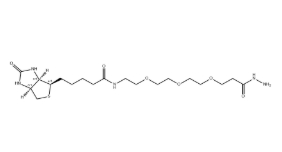 （+）-Biotin-PEG3-Hydrazide